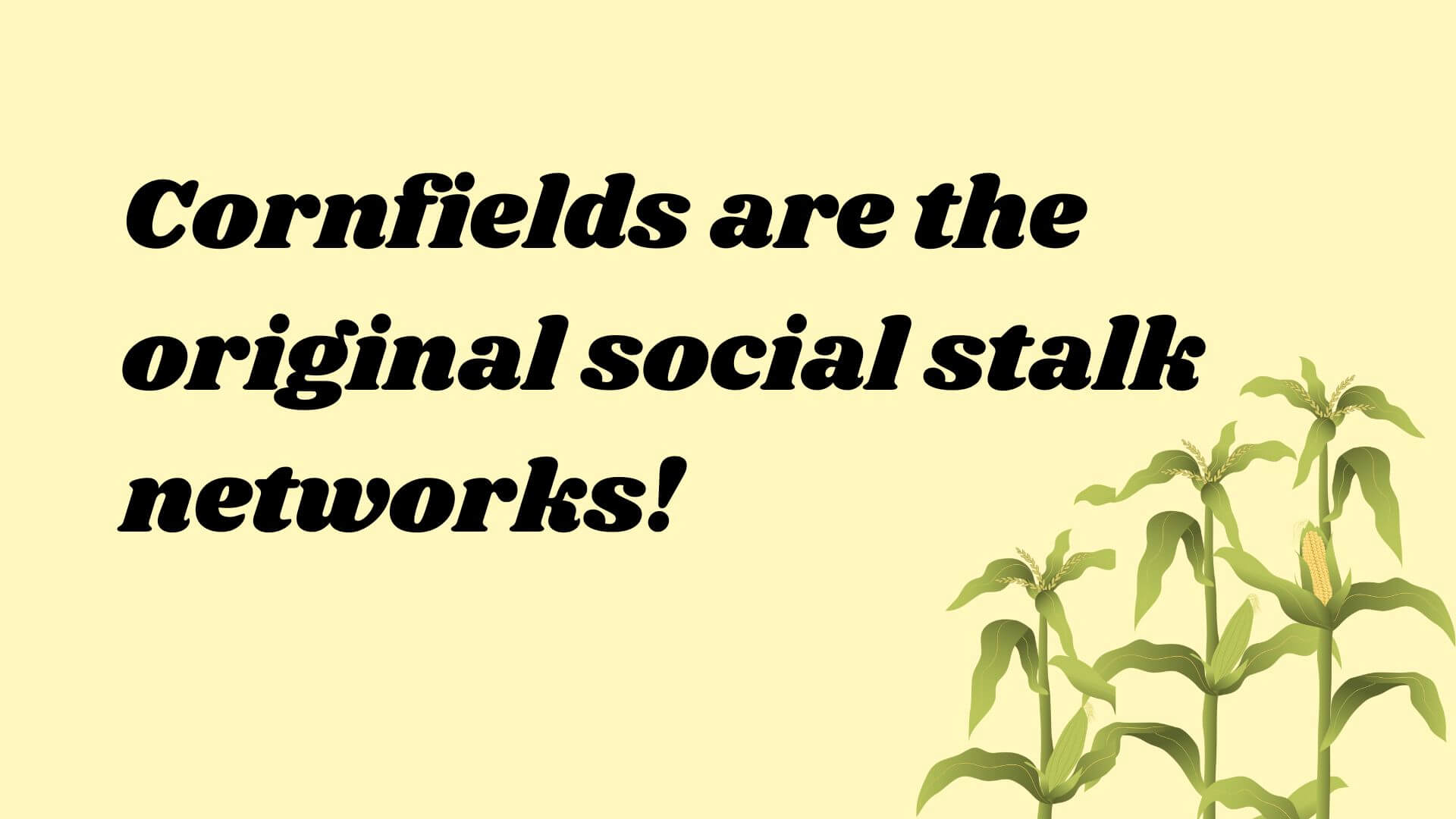 Cornfields are the original social stalk networks!